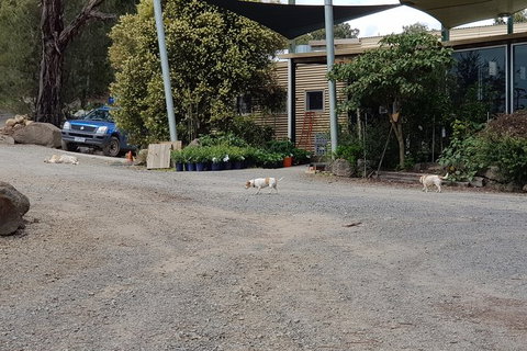 Day Tour Of Yarra Valley Puffing Billy And Rayners Orchard - Attractions Perth 26