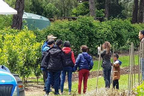 Day Tour Of Yarra Valley Puffing Billy And Rayners Orchard - Attractions Perth 16