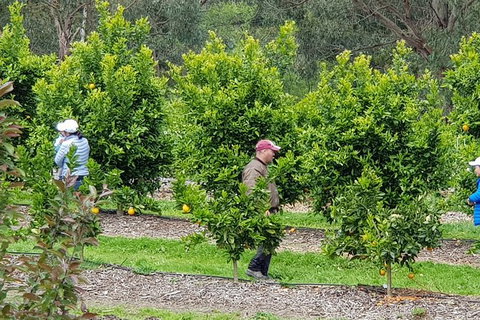 Day Tour Of Yarra Valley Puffing Billy And Rayners Orchard - Attractions Perth 34