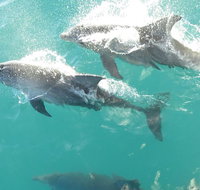 Roebuck Bay Snubfin Dolphin Cruise - Attractions Perth