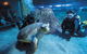 Dive With Sharks At AQWA - thumb 0