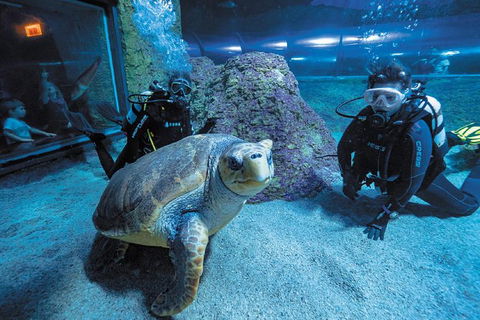 Dive With Sharks At AQWA - Attractions Perth 0