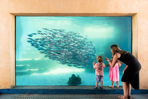 Dive With Sharks At AQWA - Attractions Perth 4
