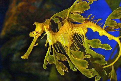 Dive With Sharks At AQWA - Attractions Perth 16