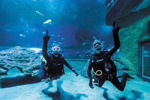 Dive With Sharks At AQWA - Attractions Perth 5