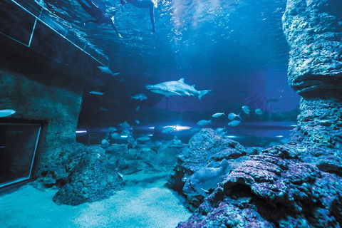 Dive With Sharks At AQWA - Attractions Perth 2
