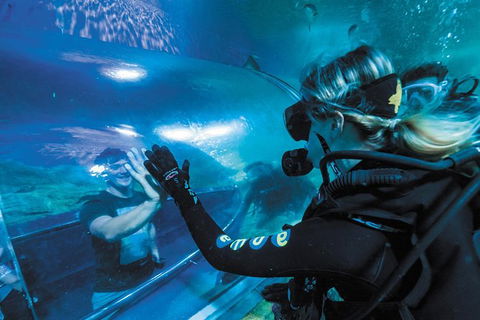 Dive With Sharks At AQWA - Attractions Perth 6