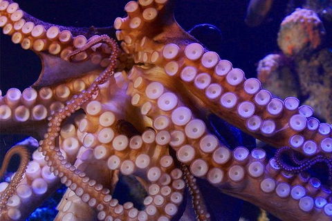 Dive With Sharks At AQWA - Attractions Perth 11