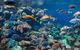 Dive With Sharks At AQWA - thumb 8