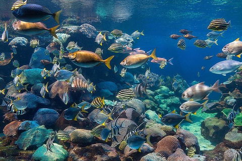 Dive With Sharks At AQWA - Attractions Perth 8
