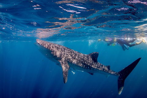Life On Ningaloo Swimming Tour In Exmouth - Attractions Perth 2