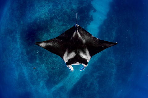 Life On Ningaloo Swimming Tour In Exmouth - Attractions Perth 3