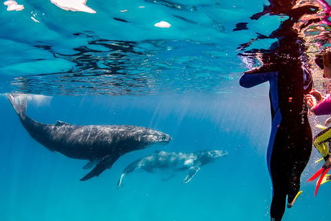 Life On Ningaloo Swimming Tour In Exmouth - Attractions Perth 0
