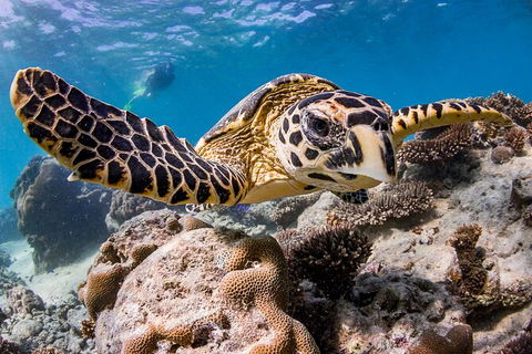 Life On Ningaloo Swimming Tour In Exmouth - Attractions Perth 1