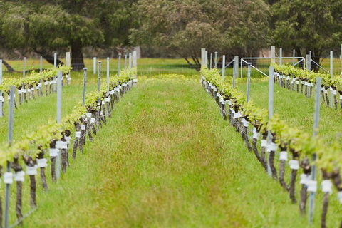 Organic Vineyard/Farm Tour - Attractions Perth 4