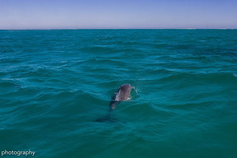 Ningaloo Immersion Private Charter - Attractions Perth 1