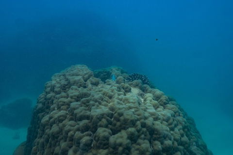 Ningaloo Immersion Private Charter - Attractions Perth 4