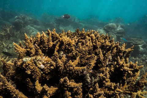 Ningaloo Immersion Private Charter - Attractions Perth 6