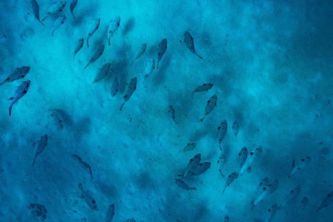 Ningaloo Immersion Private Charter - Attractions Perth 2