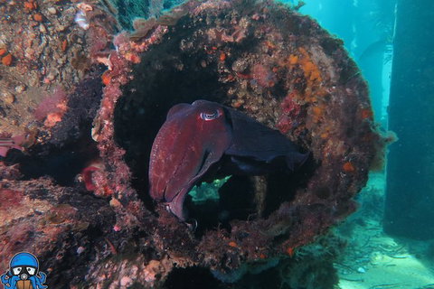 PADI Open Water Course - Attractions Perth 1