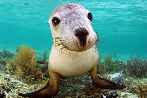 Abrolhos Islands 5 Day Tours - Attractions Perth 6