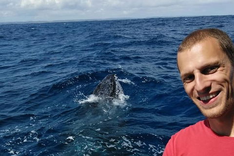 Whale Watching Boat Tour In Geraldton - Attractions Perth 2