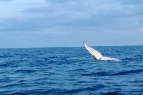 Whale Watching Boat Tour In Geraldton - Attractions Perth 0