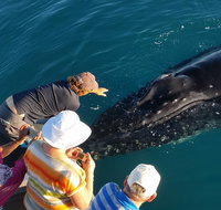AOC Broome Whale Watching - Attractions Perth