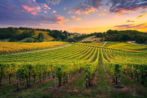 Swan Valley Sunset Wine Tour - Premium Small Group Tour - Attractions Perth 0
