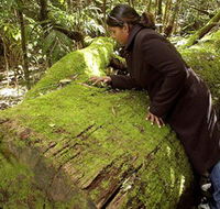 Washpool National Park - Washpool Walk - Attractions Perth
