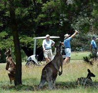 Glen Innes Golf Club - Attractions Perth
