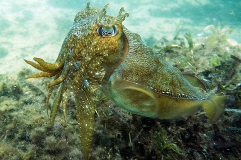 Busselton Jetty & Underwater Observatory Tour - Attractions Perth 4