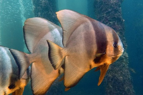 Busselton Jetty & Underwater Observatory Tour - Attractions Perth 5