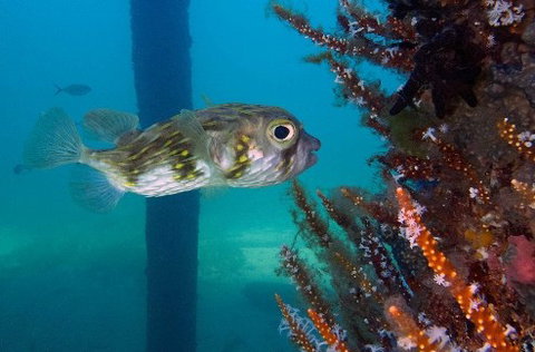 Busselton Jetty & Underwater Observatory Tour - Attractions Perth 6