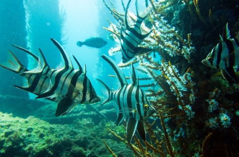 Busselton Jetty & Underwater Observatory Tour - Attractions Perth 8