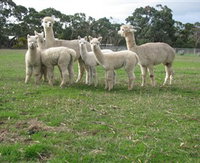 Blackgate Lodge Alpaca Stud