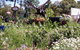 Zanthorrea Nursery - thumb 0