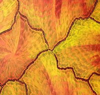Red Desert Dreamings - Attractions Perth