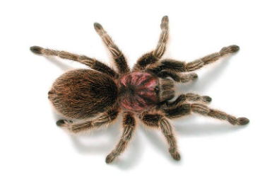 Melbourne Museum - Attractions Perth 0