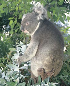 Whiteman Park - Attractions Perth 0