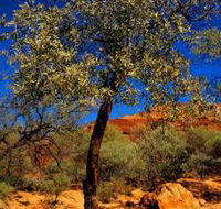 Mt Romance Australia Pty Ltd - Attractions Perth