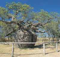 Boab Prison Tree - Attractions Perth