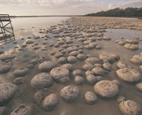 Lake Clifton Thrombolites