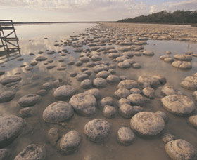 Lake Clifton Thrombolites - Attractions Perth 0