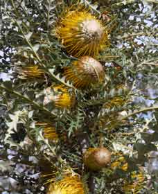 Nomans Lake WA Attractions Perth