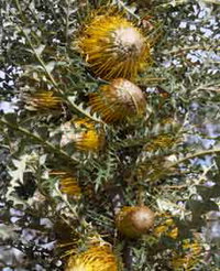 Book Narrogin Accommodation Vacations Attractions Perth Attractions Perth