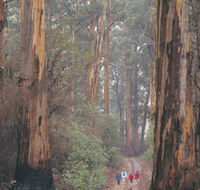 Beedelup National Park - Attractions Perth
