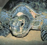 Turtle Nesting Season - Attractions Perth