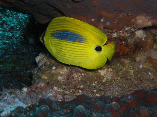 Jervis Bay Dive Charters - Attractions Perth 1