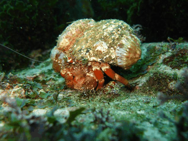 Jervis Bay Dive Charters - Attractions Perth 2